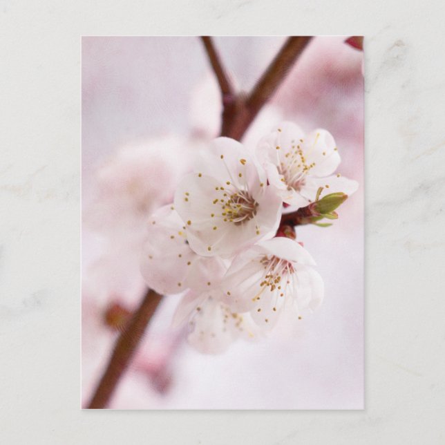 Rosa Frühlingsblüten Postkarte (Vorderseite)