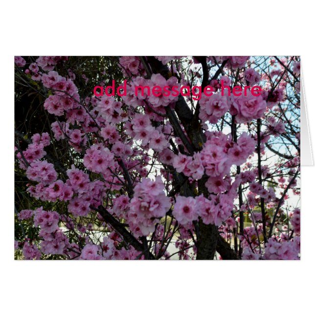 Rosa Frühlingsblütenbaum, (Vorderseite (Horizontal))