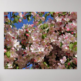 Rosa Frühlingskrabapfel Blume blüht 4 Poster