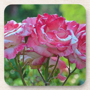 Rosa Frühlingsrosen Untersetzer