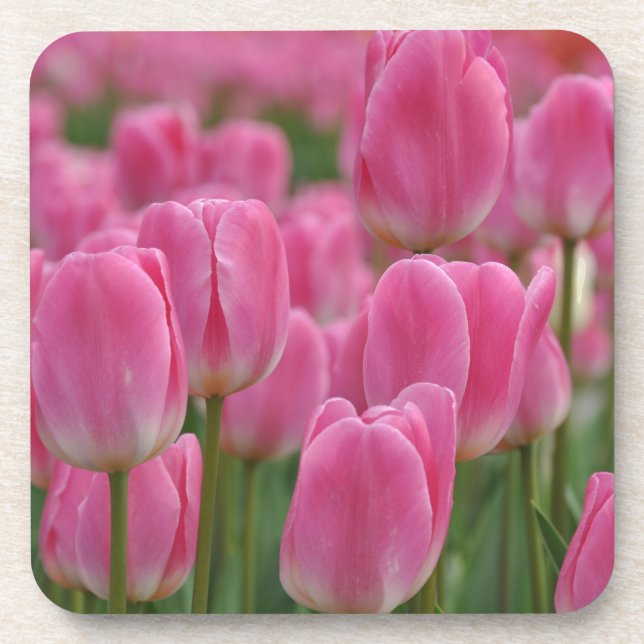 Rosa Frühlingtulis Getränkeuntersetzer (Vorderseite)