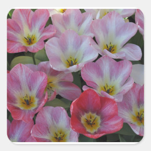 Rosa Frühlingtulis Quadratischer Aufkleber
