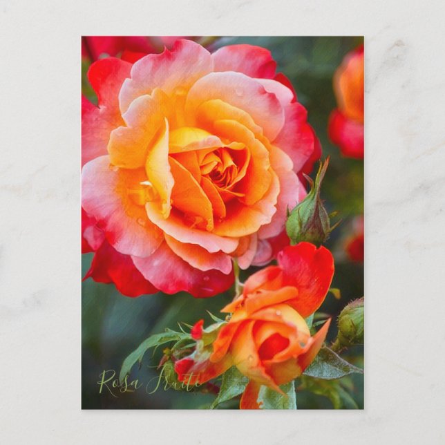 Rosa Fruit [Postkarte] Postkarte (Vorderseite)