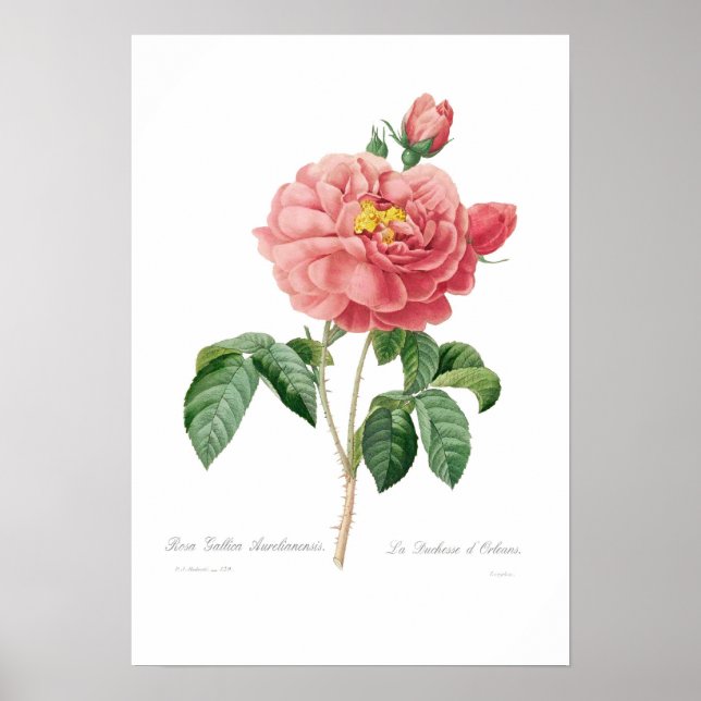 Rosa gallica aurelianensis poster (Vorne)