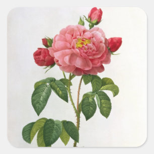 Rosa Gallica Aurelianensis Quadratischer Aufkleber