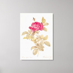 Rosa Gallica Pontiana, von 'Les Rosen Leinwanddruck