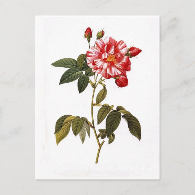 Rosa gallica postkarte (Vorderseite)