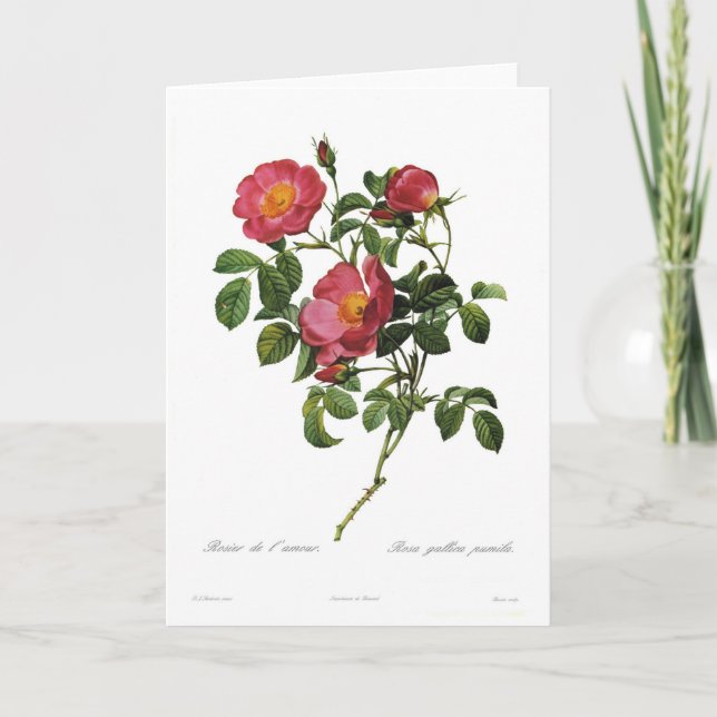 Rosa gallica pumila karte (Vorderseite)