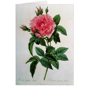 Rosa Gallica Regallis