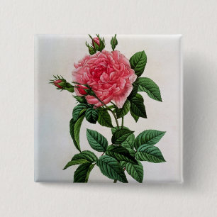 Rosa Gallica Regallis Button