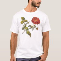 Rosa Gallica Schöne Rote Antike Vintage Rose