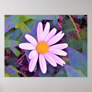 Rosa Gänseblümchen-Blume Poster