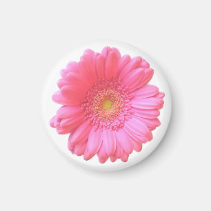 Rosa Gänseblümchen Magnet