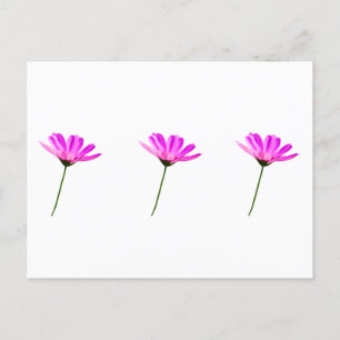 Rosa Gänseblümchen Postkarte