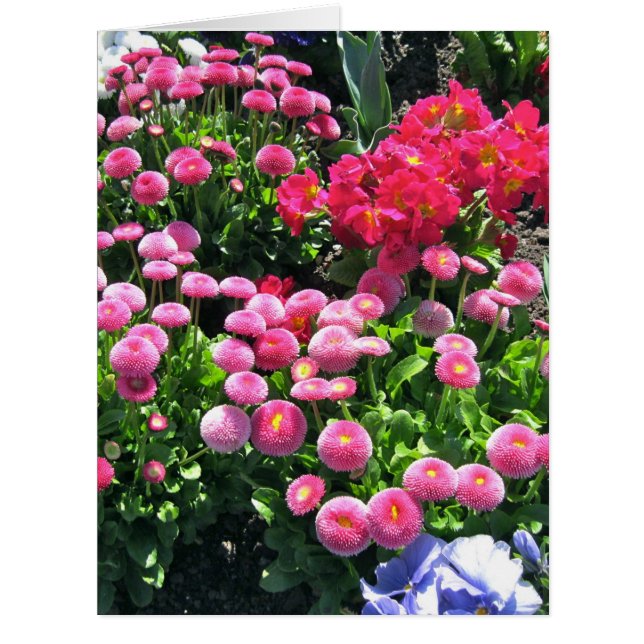 Rosa Garden Mums Big (Vorderseite)