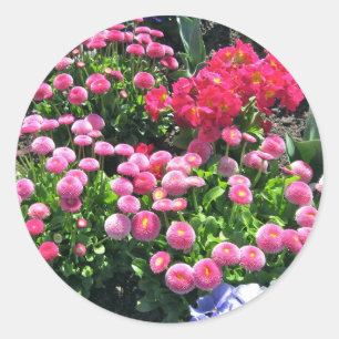 Rosa Garden Mums Runder Aufkleber