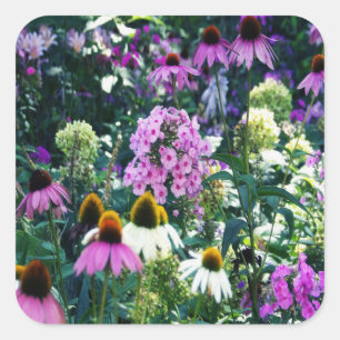 Rosa Garten-Phlox-Landschaft mit Kegelblumen Quadratischer Aufkleber