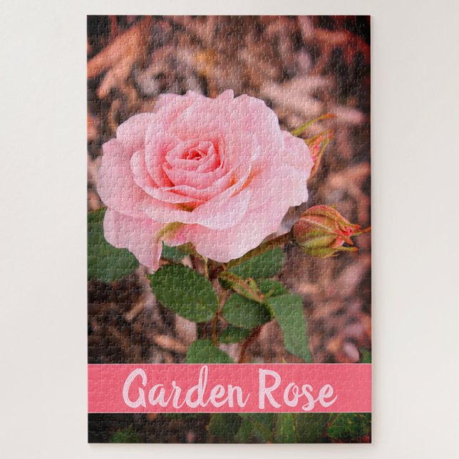 Rosa-Garten-Rose (Vertikal)