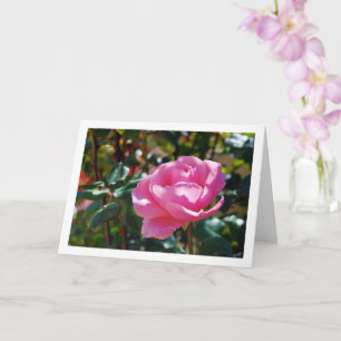 Rosa Gartenrose in Pink Karte
