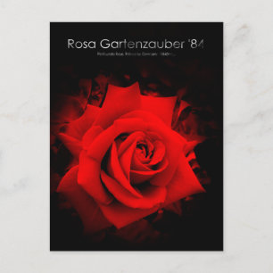 Rosa Gartenzauber '84 : Carte postale