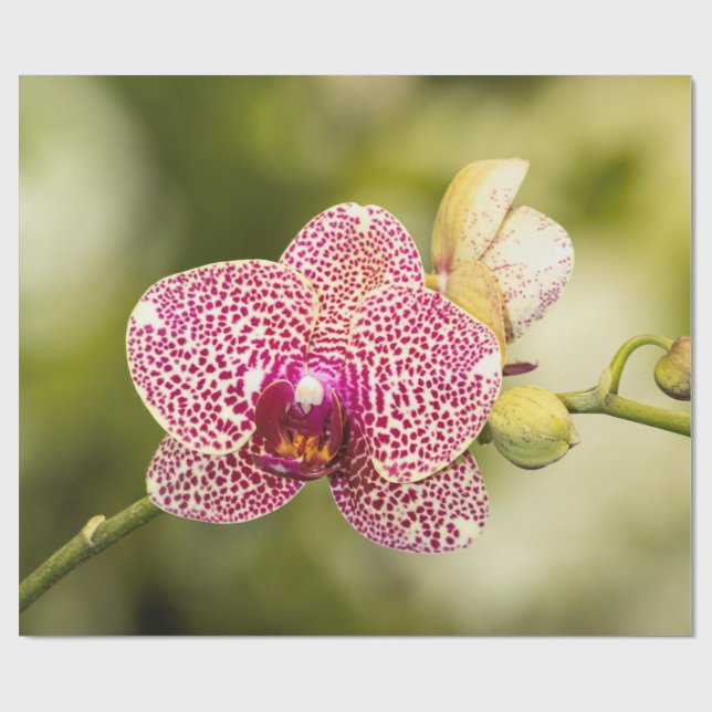 Rosa gefleckte Orchidee Geschenkpapier (Flach)