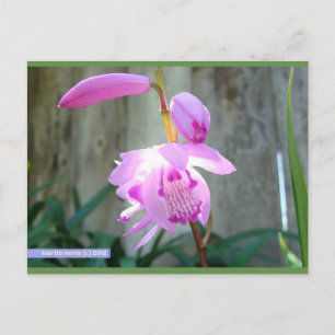 Rosa gegen den Zaun Blue Beach Song™ Postkarte