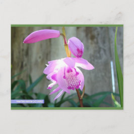 Rosa gegen den Zaun | Blue Beach Song™ Postkarte