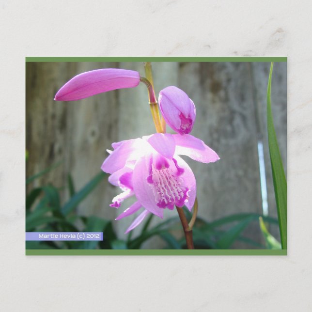 Rosa gegen den Zaun | Blue Beach Song™ Postkarte (Vorderseite)