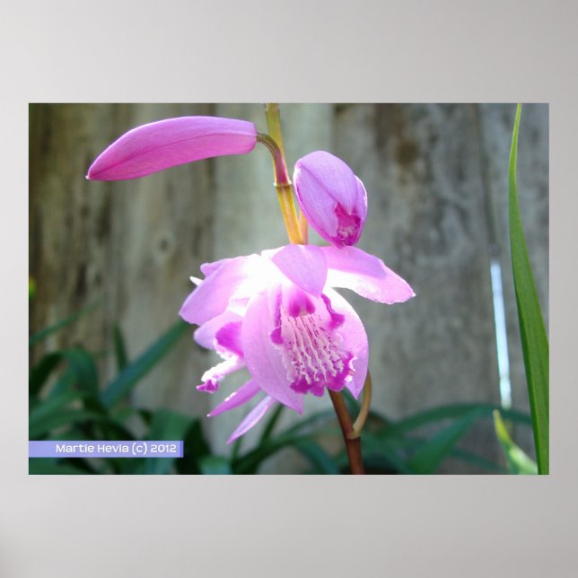 Rosa gegen den Zaun Poster (Vorne)