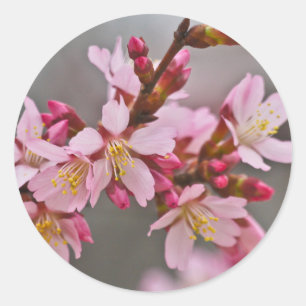 Rosa gegen einen grauen Himmel Japanische Kirschbl Runder Aufkleber