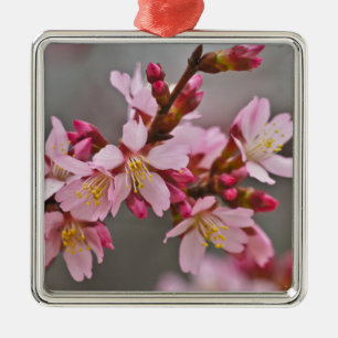 Rosa gegen einen grauen Himmel Japanische Kirschbl Silbernes Ornament