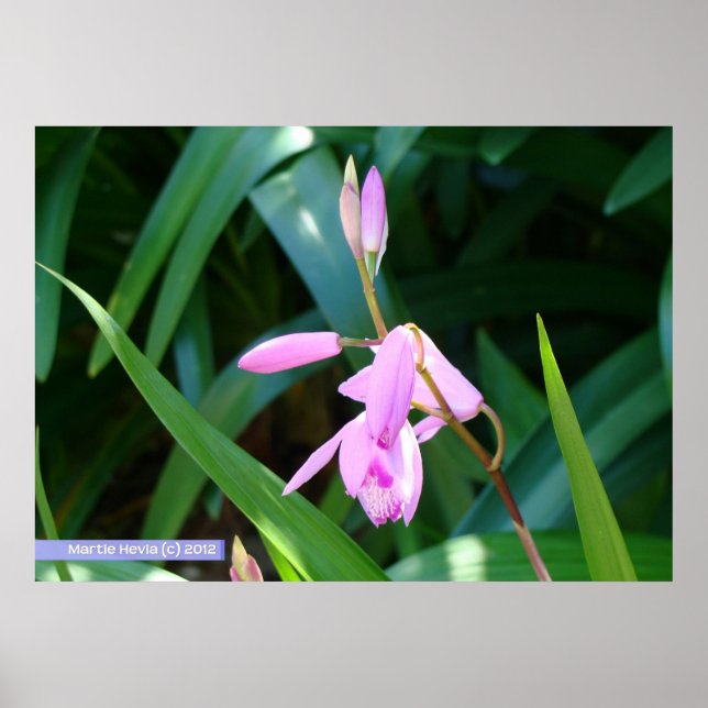 Rosa gegen Grün Poster (Vorne)