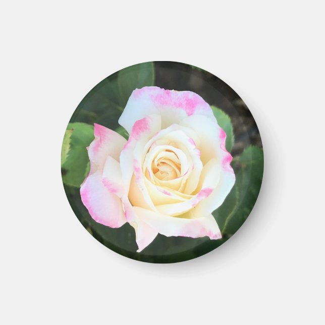 Rosa-Gelb-Rose-Magnet Magnet (Vorne)