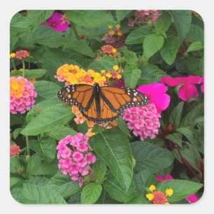 Rosa Gelbe Grüne Blumen-Lantana mit Schmetterling Quadratischer Aufkleber