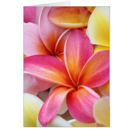 Rosa Gelbe Lila Plumeria Frangipani Blume