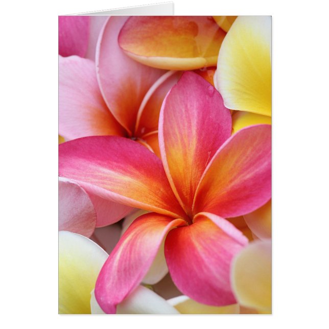 Rosa Gelbe Lila Plumeria Frangipani Blume (Vorne)