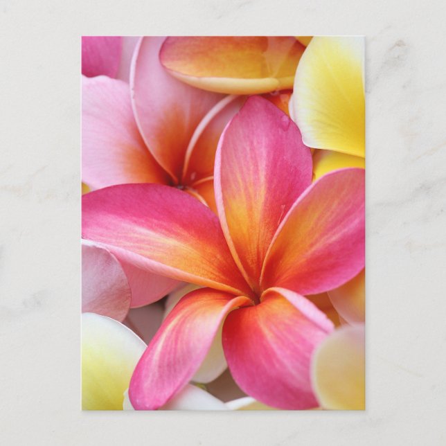 Rosa Gelbe Lila Plumeria Frangipani Blume Postkarte (Vorderseite)