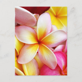 Rosa Gelbe Lila Plumeria Frangipani Blume Postkarte