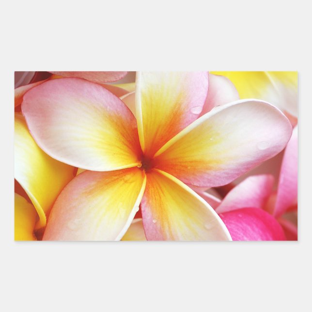 Rosa Gelbe Lila Plumeria Frangipani Blume Rechteckiger Aufkleber (Vorderseite)