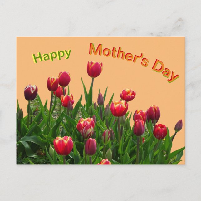 Rosa Gelbe Lila Tulips Muttertag Postkarte (Vorderseite)