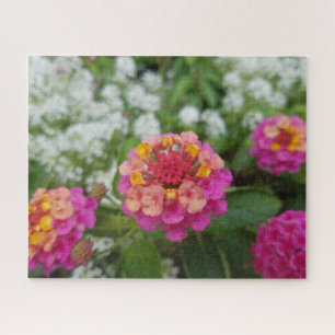 Rosa Gelbe und weiße Blume im Garten