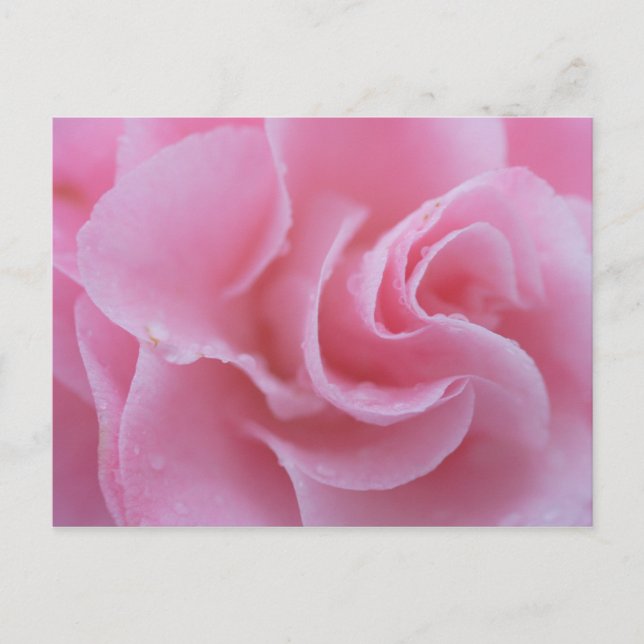 Rosa Gemeine Kamelie Postkarte (Vorderseite)