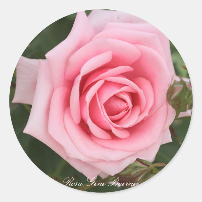 Rosa Gene Boerner Runder Aufkleber (Vorderseite)