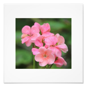 Rosa Geranenställe Fotodruck