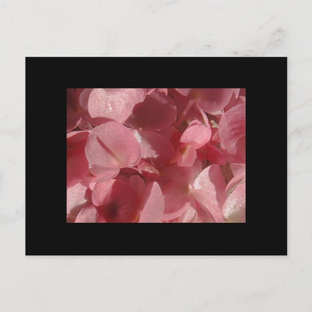 Rosa Geranium: fast massiv, hellrosa Postkarte (Vorderseite)