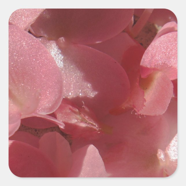 Rosa Geranium: fast massiv, hellrosa Quadratischer Aufkleber (Vorderseite)