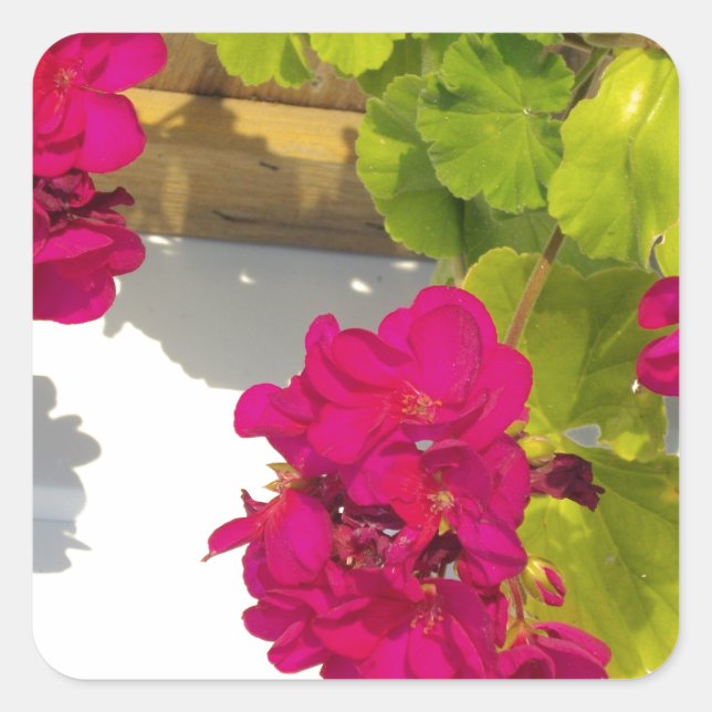 Rosa Geranium Quadratischer Aufkleber (Vorderseite)