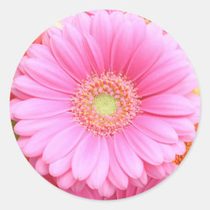 Rosa Gerber Gänseblümchen-Aufkleber Runder Aufkleber