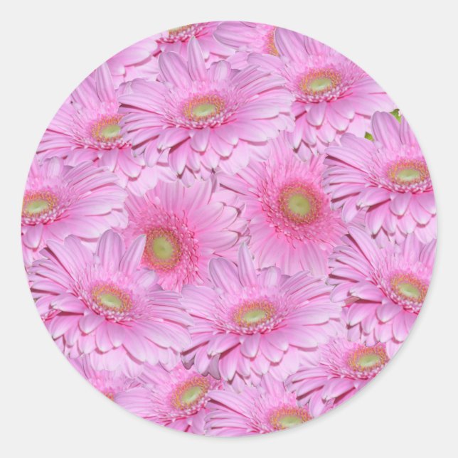 Rosa Gerbera-Blume in knappen Clustern, Runder Aufkleber (Vorderseite)