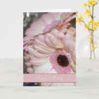 Rosa Gerbera-Blumen funkeln zum Geburtstag